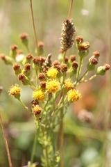 Jacobaea vulgaris dunensis