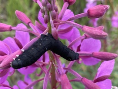 Proserpinus flavofasciata