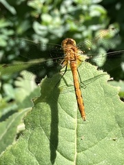 Sympetrum