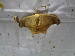 Titaea tamerlan amazonensis