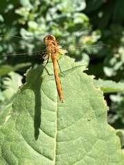 Sympetrum