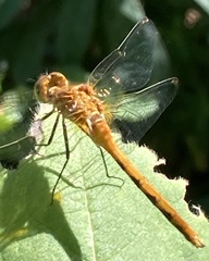 Sympetrum