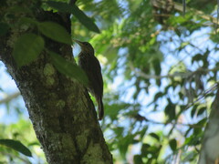 Xiphorhynchus elegans