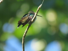 Thalurania furcata
