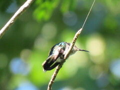 Thalurania furcata