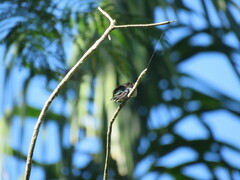 Thalurania furcata