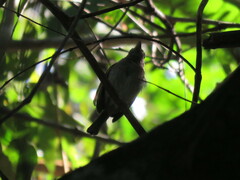 Tolmomyias