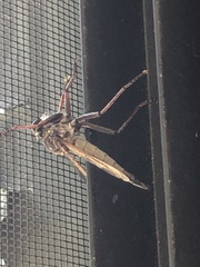 Proctacanthus longus