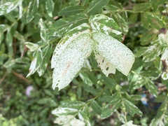 Salix integra