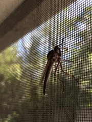 Proctacanthus longus