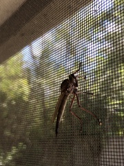 Proctacanthus longus