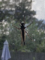 Proctacanthus longus