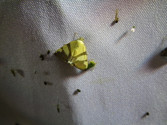 Eulepidotis julianata