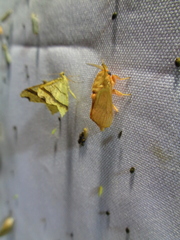 Thoscora