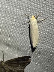 Crambidia xanthocorpa