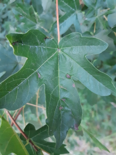 Dasineura rubella