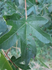 Dasineura rubella