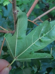 Dasineura rubella