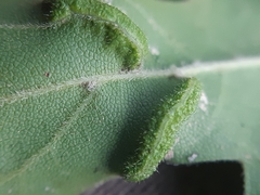 Dasineura rubella