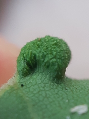 Dasineura rubella