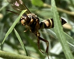 Polistes fuscatus