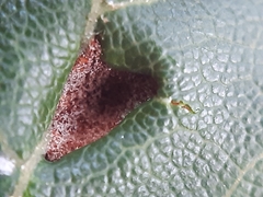 Dasineura rubella