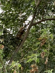 Nasua nasua