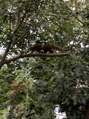 Nasua nasua
