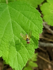 Cholomyia inaequipes