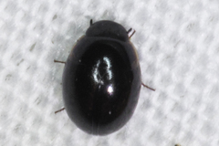 Leiodidae