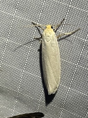 Crambidia xanthocorpa