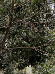 Nasua nasua
