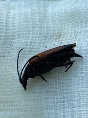 Stenelytrana