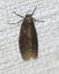Lepidoscia euryptera