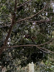 Nasua nasua
