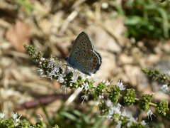 Polyommatus icarus
