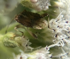 Harmostes fraterculus