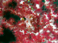 Hippocampus bargibanti