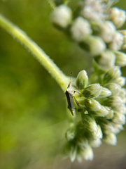 Harmostes fraterculus