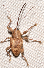 Curculio caryae
