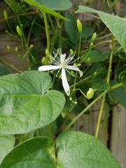 Clematis terniflora
