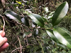 Loeseneriella barbata