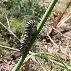 Papilio machaon
