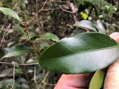 Loeseneriella barbata