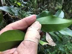 Loeseneriella barbata