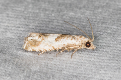 Eucosma apacheana