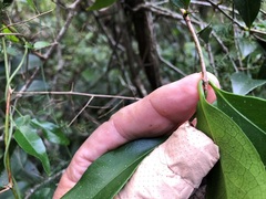 Loeseneriella barbata