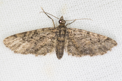 Eupithecia annulata