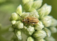 Ophraella conferta