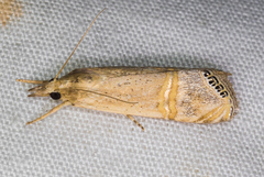 Euchromius californicalis